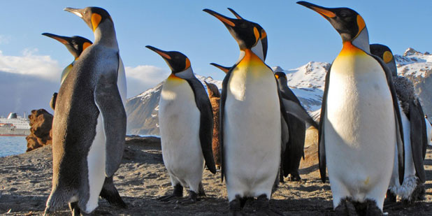 Karácsonyozz a pingvinekkel az Antarktiszon!